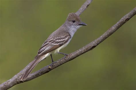 Brown Crested Flycatchers Myiarchus Tyrannulus Earth Life