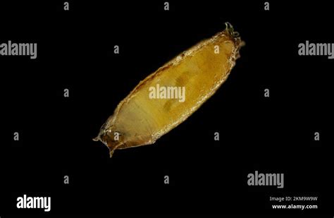 Pupa Of Fruit Fly Drosophila Melanogaster Under A Microscope Order