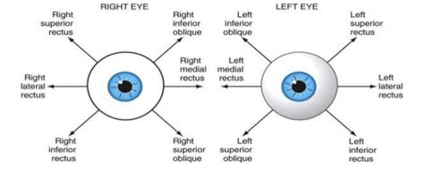 Extraocular Muscles