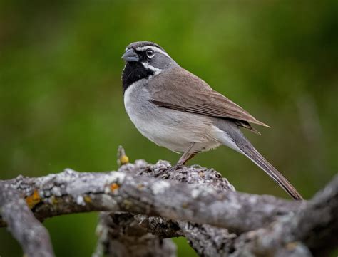 Black-throated Sparrow - Owen Deutsch Photography