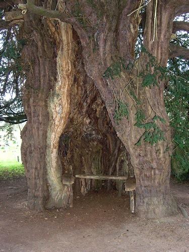 Yew In Much Marcle Churchyard Was Briefly Mystery Landscape