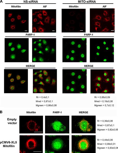 Mitofilin Is Required For Mitochondrial Localization Of PARP 1 A HeLa