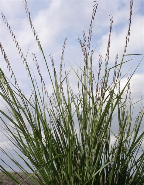 Sideoats Grama Bamert Seed