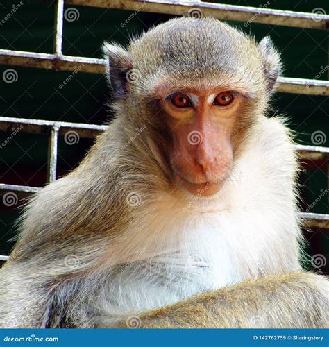 Thinking Monkey Stock Image Image Of Green Anthropomorphic 142762759