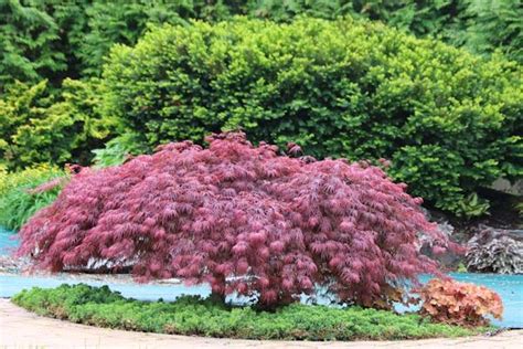 Red Select Laceleaf Japanese Maple Wilson Nurseries