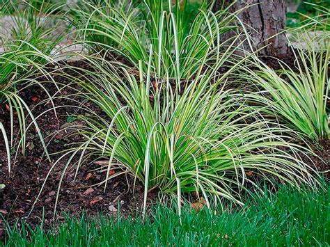 Комнатное растение Аир — фото, описание и уход. Вредители и болезни ...