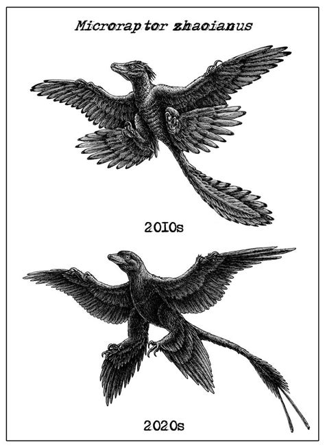 Dino Decade Microraptor Zhaoianus By Fossil1991 On Deviantart