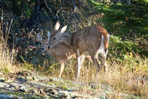 Whitetail Deer Doe and Fawn Stock Photo - Image of green, trees: 14552128