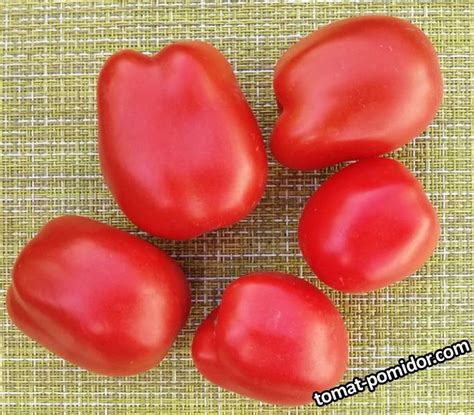 Сливка Бендрика Красная.jpg - Альбомы - tomat-pomidor.com