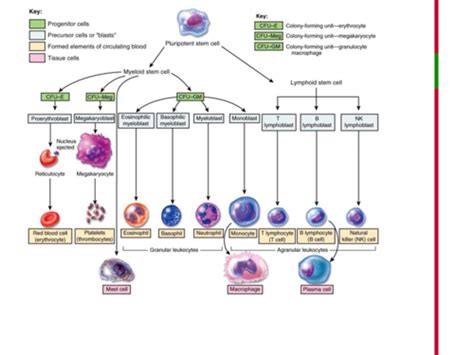 Lecture 12 Innate Immunity Flashcards Quizlet