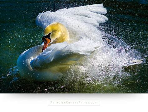 The Beauty Of A Swan Is Amazing - See Stunning Swans Here!