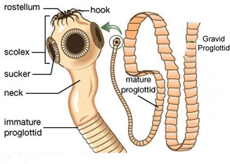 What Is A Scolex Why Is It Needed