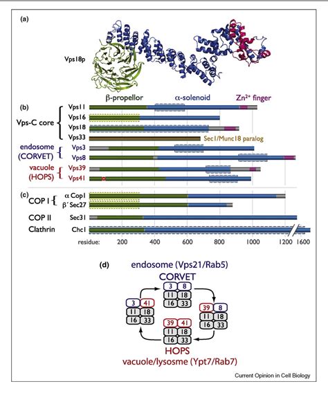 Figure 2 from Vps-c Complexes: Gatekeepers of Endolysosomal Traffic ... 