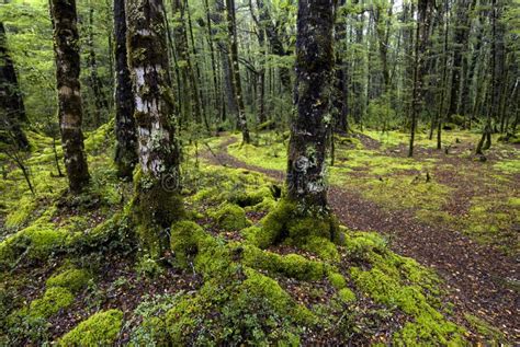 Spåret Till Och Med Mossa Täckte Träd Den Fiordland Nationalparken