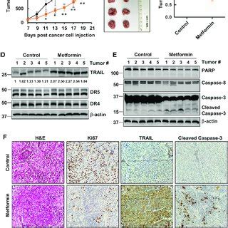 Metformin Inhibited Tumor Growth And Induced Apoptosis And TRAIL