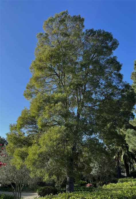 Black Acacia Tree – Santa Barbara Beautiful