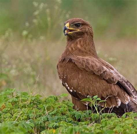 Indian eagle bird |Funny Animal