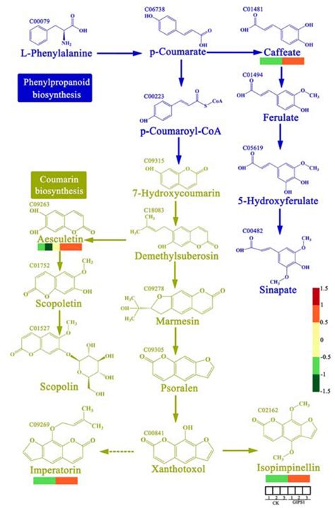 Phenylpropanoid Biosynthesis And Coumarin Biosynthesis Pathway In G Download Scientific