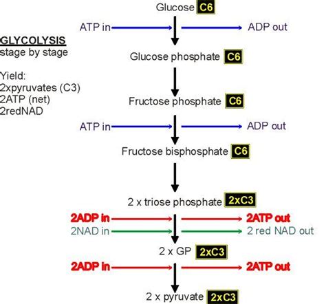 Glycolysis Phase 1 Phonics, Cell Respiration, Biology Revision ...