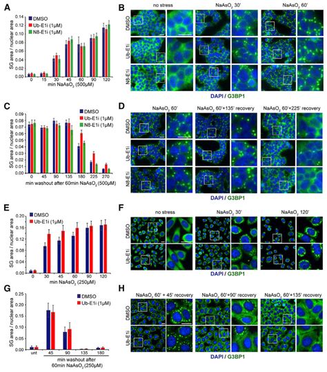 Sg Dynamics Are Unaffected By Inhibition Of Protein Ubiquitylation Or