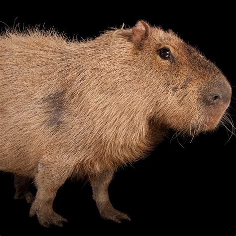 How Big Is A Capybara Compared To A Human - They have been foster ...