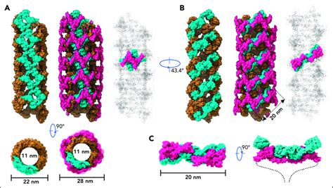 Model Of Vwf Tubules A The Tubule Structure Of D D With The Small