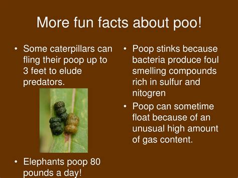 PPT - Poo Facts… PowerPoint Presentation, free download - ID:6719593