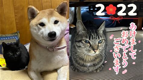 【ももと天空】年越しの瞬間 震えながらおこぼれを待つ柴犬 まとめん（ペット）