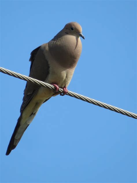 Dove Bird Singing - Free photo on Pixabay - Pixabay