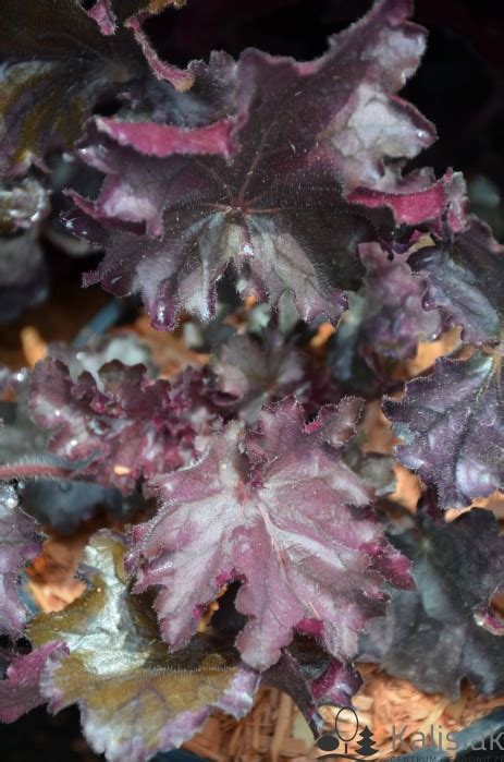 Heuchera Rex Purple Urawka