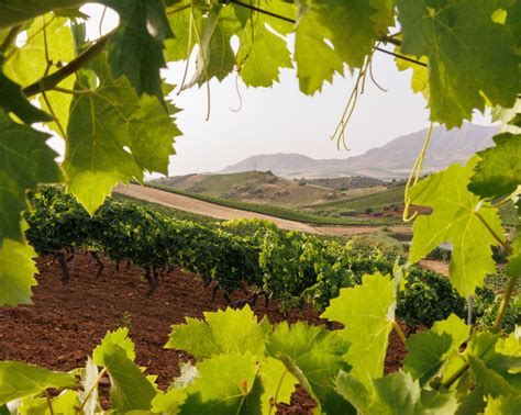 Terre Rosse Di Giabbascio Centopassi