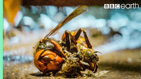 Bees Kill A Giant Hornet With Heat Buddha Bees And The Giant Hornet