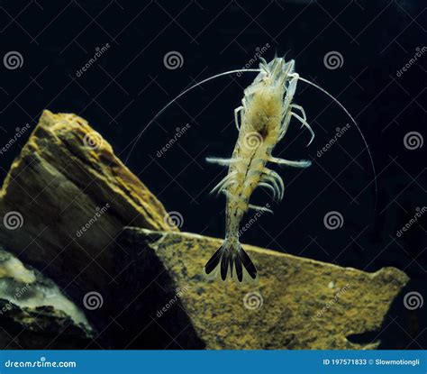 Common Shrimp Crangon Crangon Stock Image Image Of Crangon View