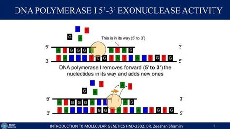 Lecture Dna Replication And Polymerases Pptx