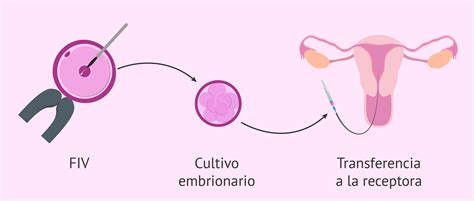 Cómo es la FIV con ovodonación Pasos para las receptoras