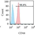 Phenotypic Characterization Of Rat MSCs A MSC Immunophenotypic