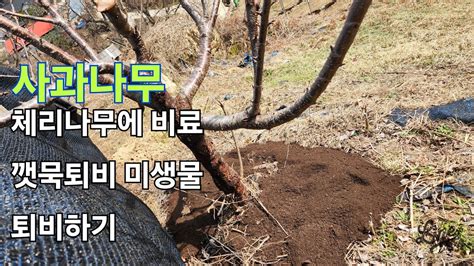 체리나무 비료 발효된깻묵퇴비하기 체리나무미생물퇴비하기 비료효과높이는방법 사과나무에비료퇴비하기 YouTube