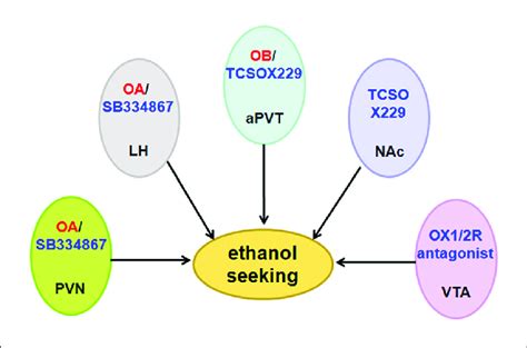 Schematic Diagram Illustrating The Roles Of Orexin Receptor In