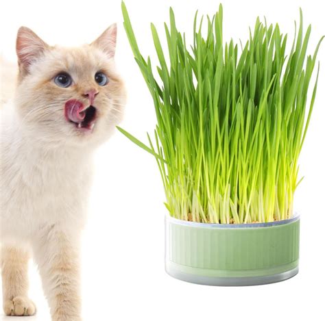 Secoli Catnip Planter Cat Grass Planter Cat Grass Growing Box Nursery Cat Plant