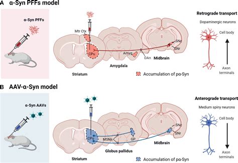 Frontiers Modeling Parkinsons Disease With The Alpha Synuclein Protein