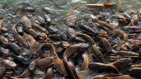 5 Manfaat Konsumsi Ikan Lele Bagi Kesehatan Tubuh Begini Lho Cara