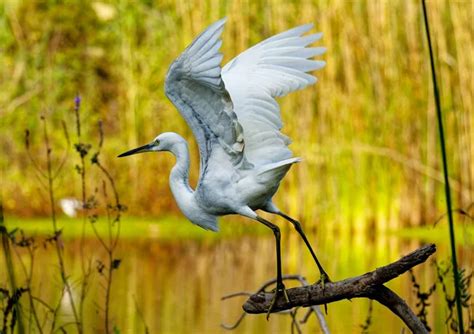 Great Egret: Habitat Facts & Similar Species With Male Vs. Female ...