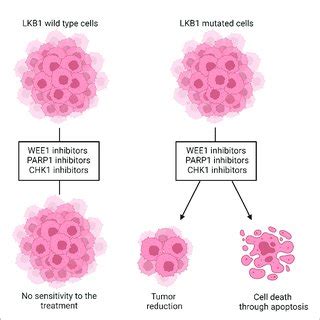 Scheme Of Lkb Deleted Cells Immune Microenvironment And Different