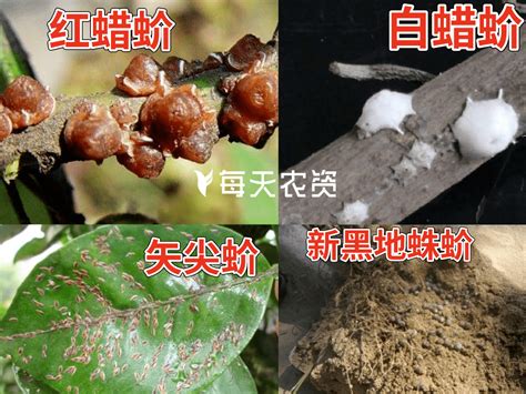 蚧壳虫进入“防治关键期”，不容忽视！危害