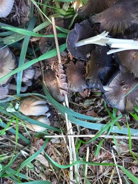 Coprinellus Sect Micacei From Poraiti Napier New Zealand On February