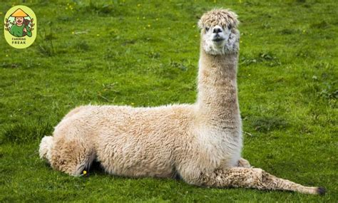 Llama Vs Alpaca The 5 Main Differences Explained