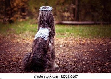 Angel Dog Portrait Dog Image Angel Stock Photo 1256838667 | Shutterstock