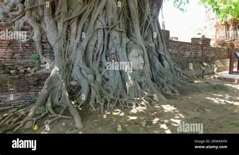 Banyan tree temples Stock Videos & Footage - HD and 4K Video Clips - Alamy