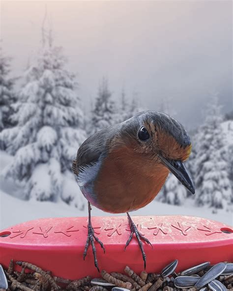 European Robin in a winter wonderland : r/awesome