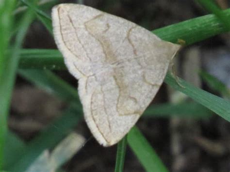 Moth Zanclognatha Pedipilalis Bugguide Net